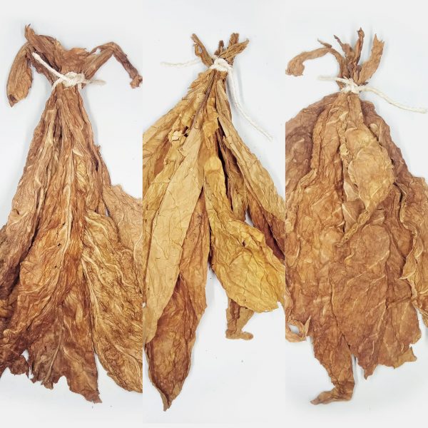 feuilles de tabac News