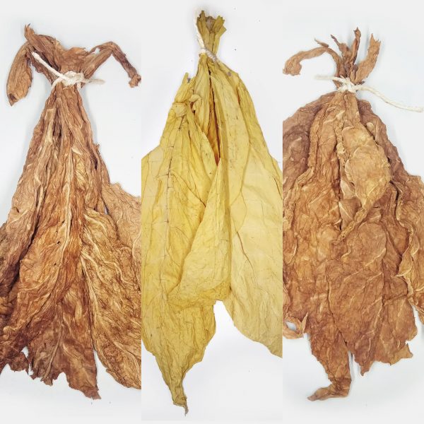 feuilles de tabac Camel